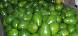 aguacate